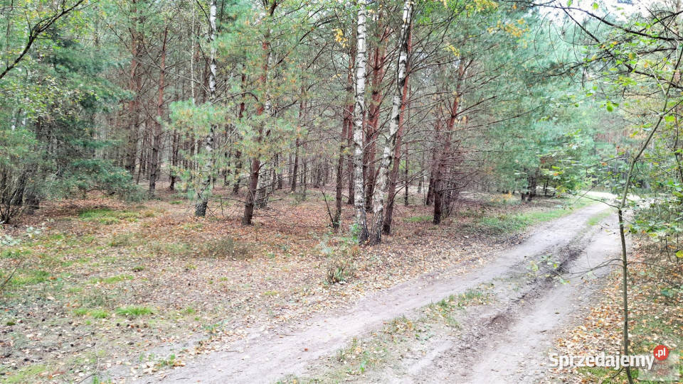 Działka 3021m2 Aleksandrów