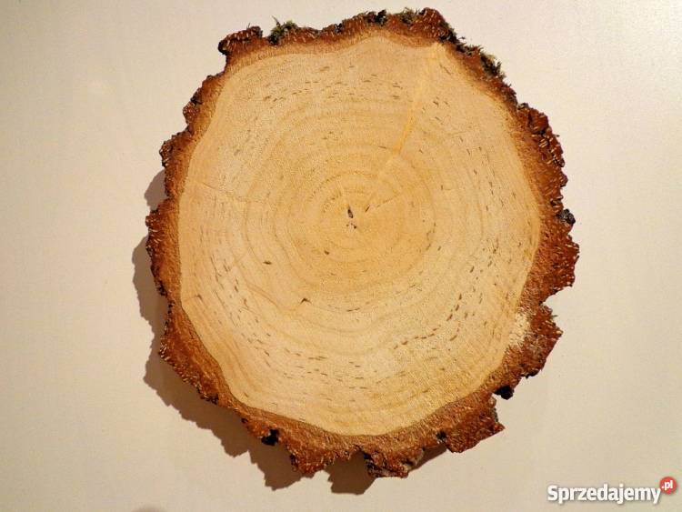Plastry drewniane krążki brzoza 2830 szlifowane Rybnik