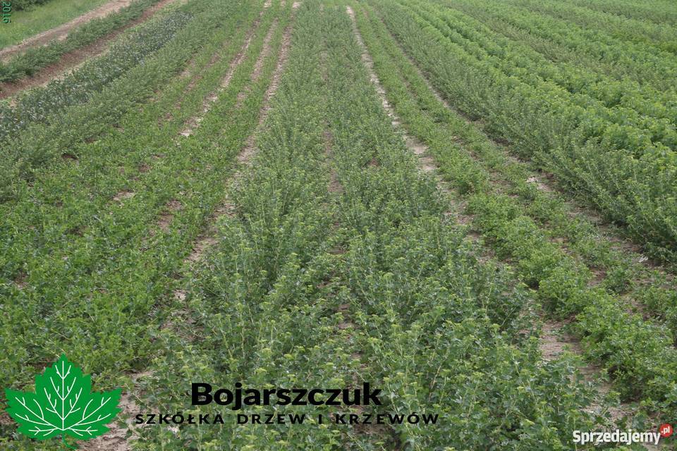 Sadzonki agrestu Mucurines Kamieniar Puszkińskij Stary Pożóg