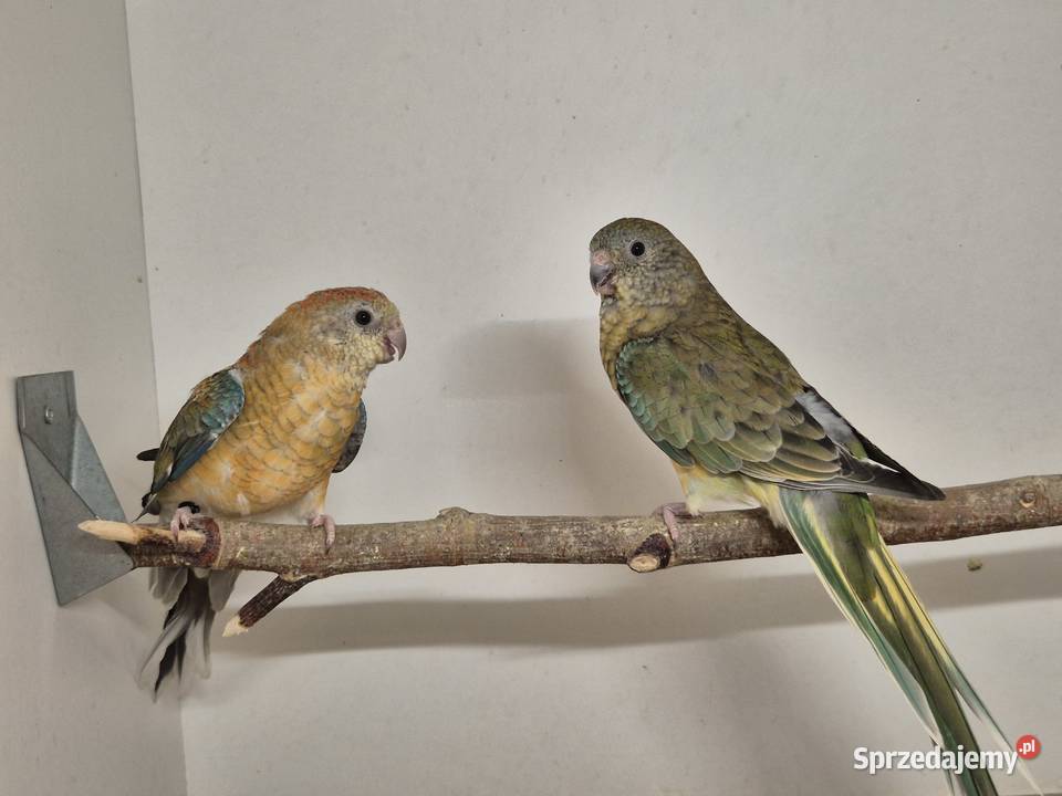 Świergotka Seledynowa Świergotki Seledynowe Buków