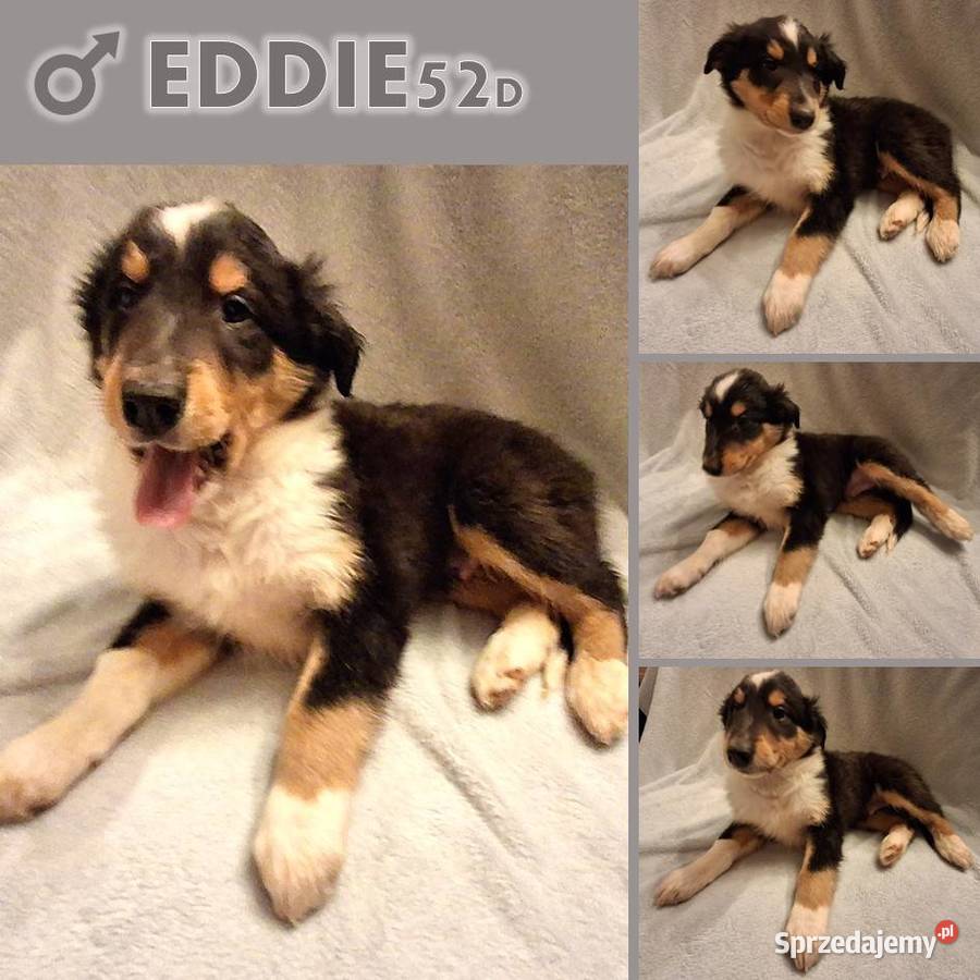 Owczarek Szkocki Długowłosy Collie Zgorzelec