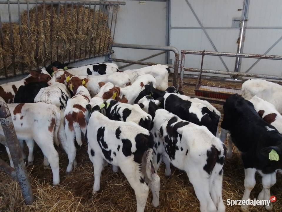 Sprzedam byczki Oborniki Śląskie