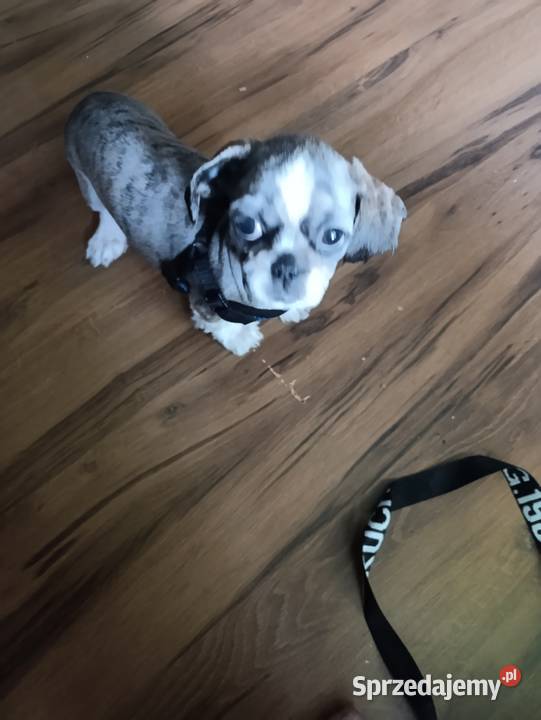 Szczeniak shih tzu ma rodowut szepienia i ma małopolskie Nowy Sącz