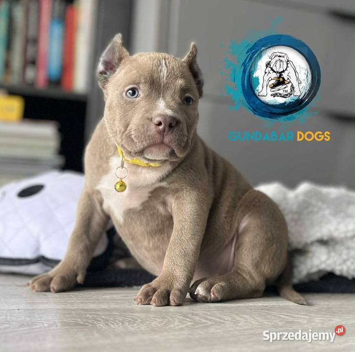American Bully suczka ABKC