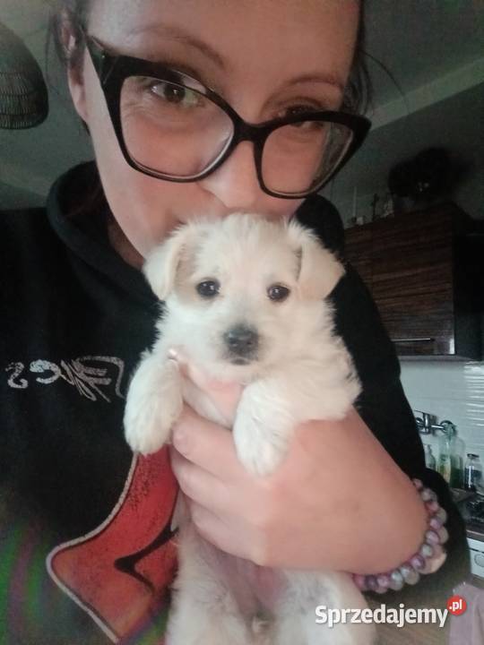 Śliczna suczka pół maltanka Chotcza Górna