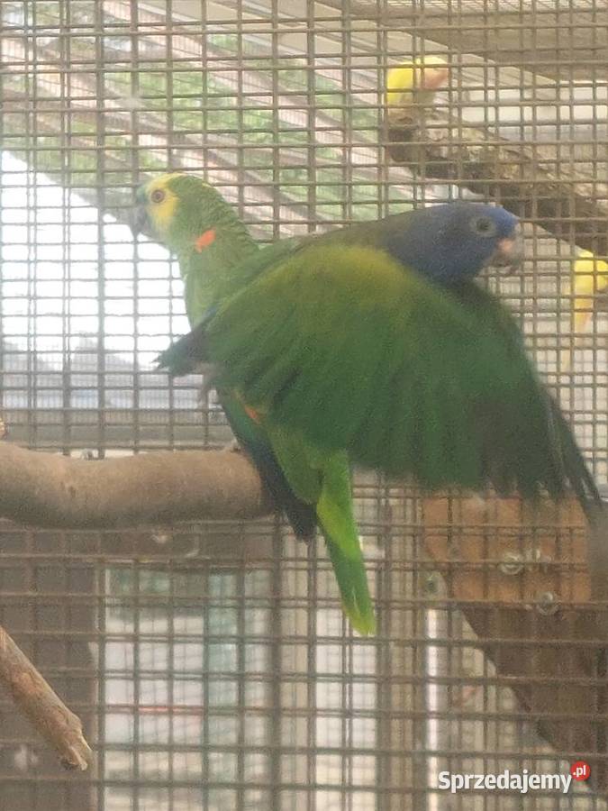 Sprzedam papugi Grodzisk Wielkopolski sprzedam