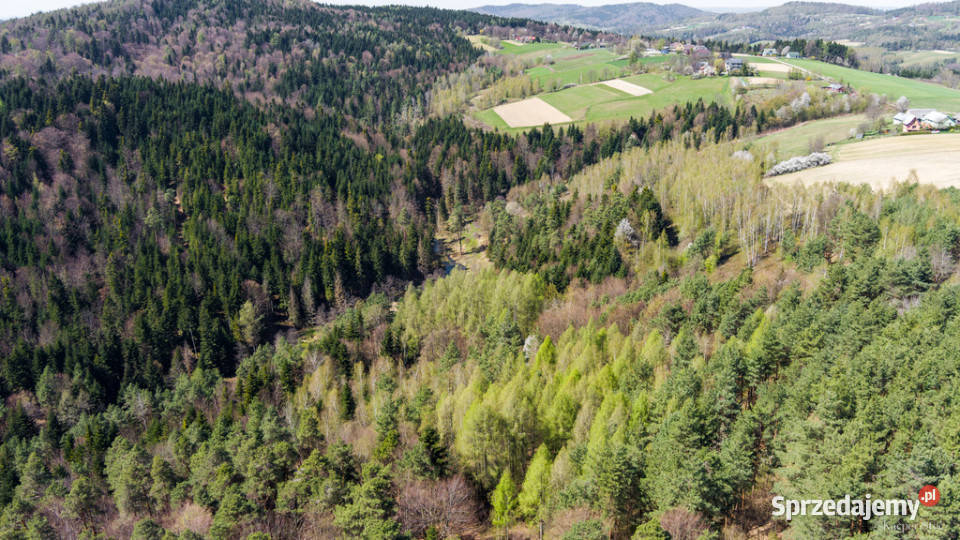 Na sprzedaż pastwisko zalesione w Jastrzębi leśna Jastrzębia