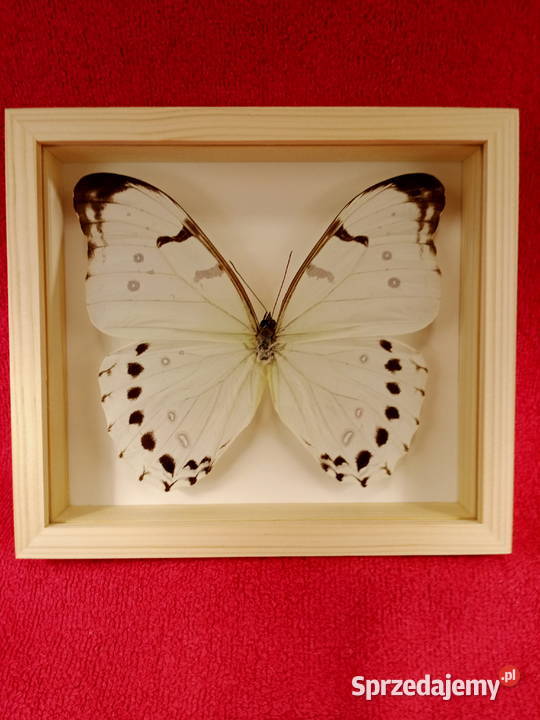 Motyl w ramce Morpho luna Meksyk
