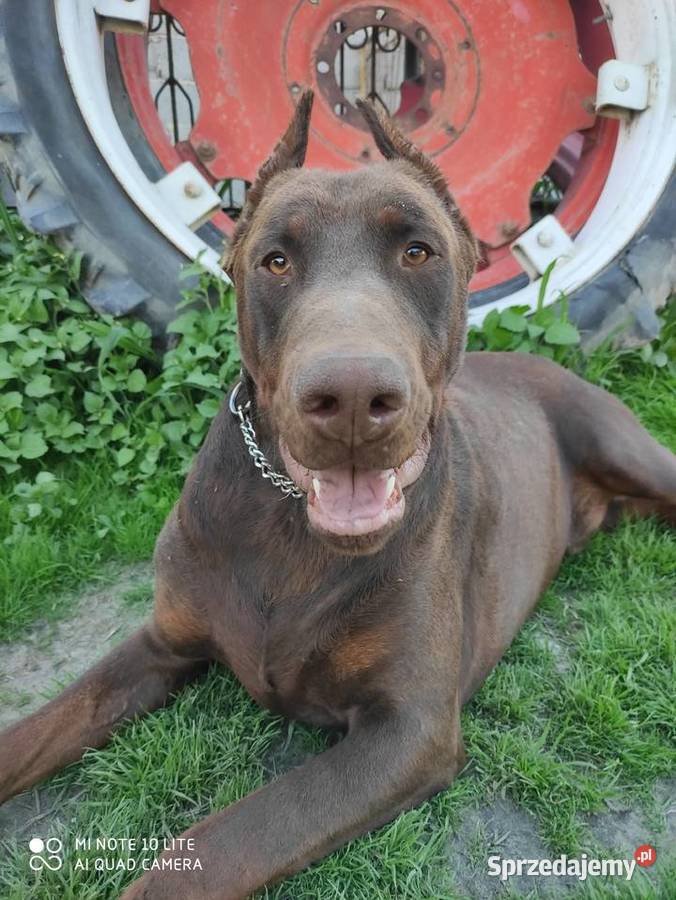 Doberman szczenieta Książ Wielki