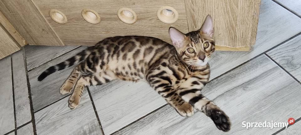 Kocurek Bengalski Biechówko