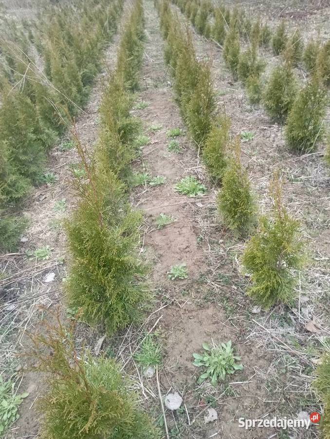 Tuja szmaragd wysokość 80 100 Grodzisko