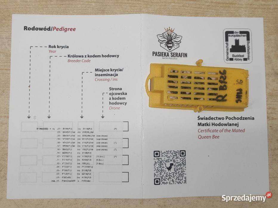 51 Buckfast Primorski matki pszczele Pasieka Wolinia sprzedam