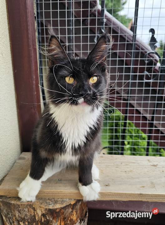 Czarno biały kocurek Maine Coon FPL pomorskie Gdańsk