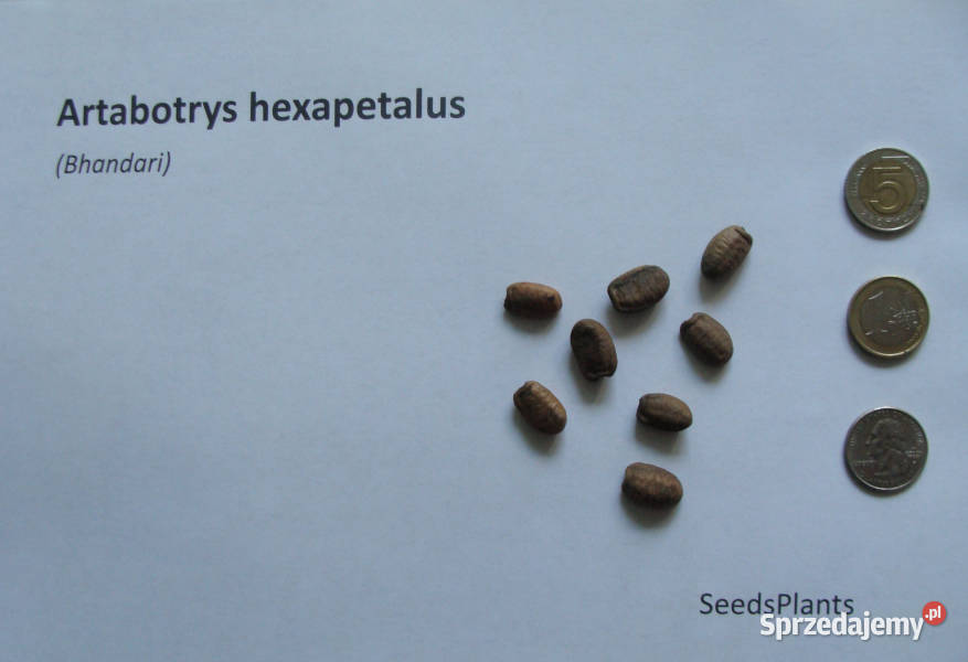 BHANDARI Artabotrys hexapetalus NASIONA 13 sztuk Lubanie