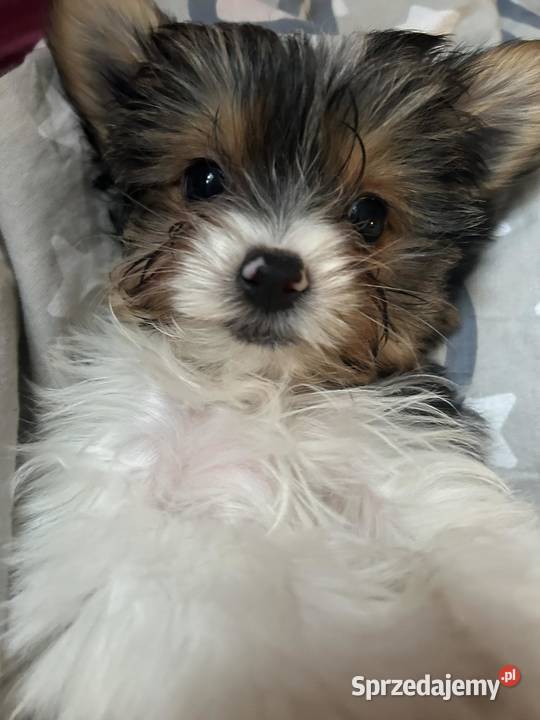 3 miesięczne pieseczki york miniaturka Warszawa