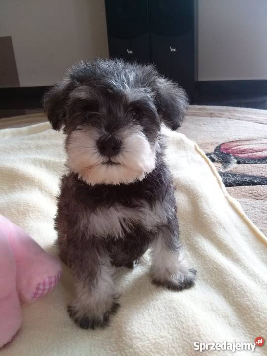 Sznaucer miniatura Zwierzęta Latosówka