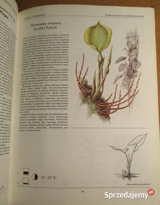 Mieszkanie w kwiatachmoje hobbykwiatyogród łódzkie Łódź
