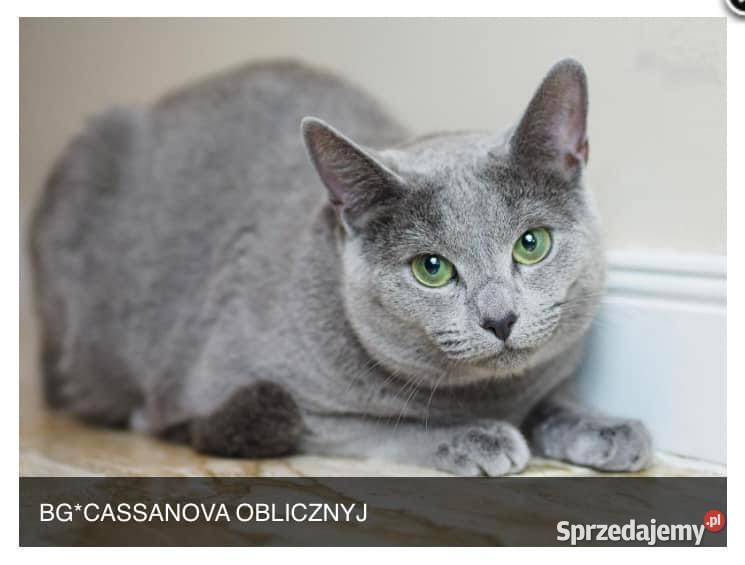 Kocięta Rrosyjskie Niebieskie WCF Łódź