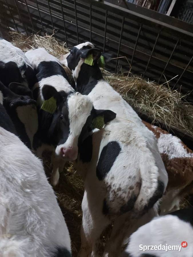 Sprzedam cielaki byczki byk Mińsk Mazowiecki