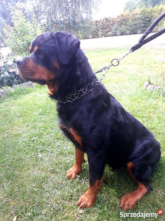 ROTTWEILER Reproduktor Rottweiler mazowieckie