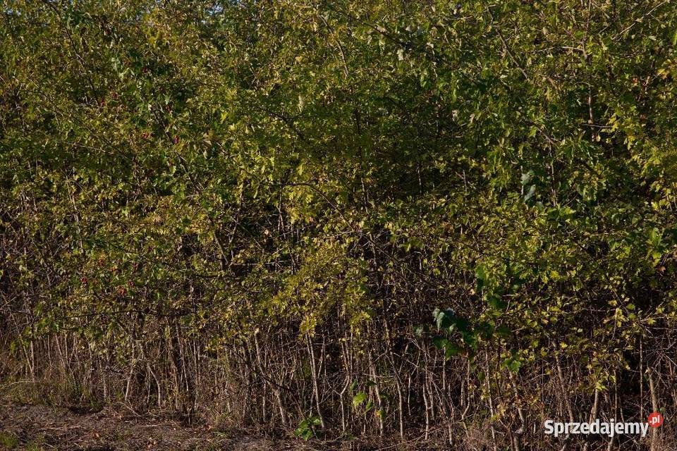 Głóg jednoszyjkowy Crataegus monogyna 90120 z