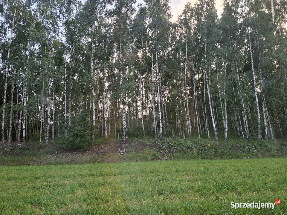Sprzedam działkę z lasem o powierzchni 176h Sprzedaż Radziki Duże