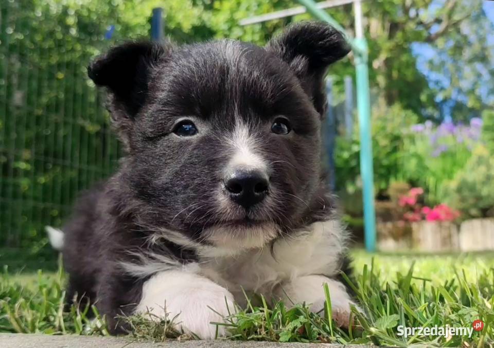 Pies Border Collie Rasowy szczeniak z Hodowli