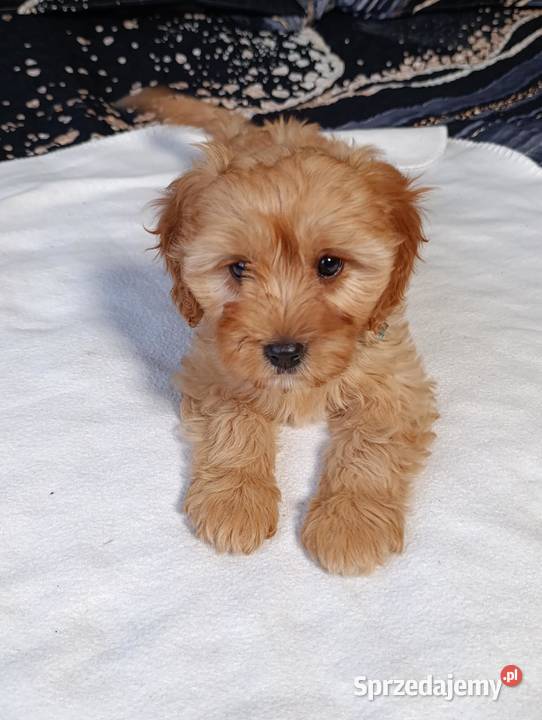 Suczka Cavapoo świętokrzyskie Szczaworyż