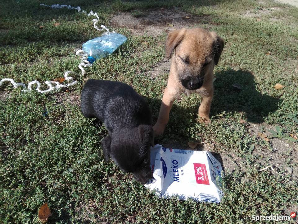 sprzedam małe pieski sprzedam