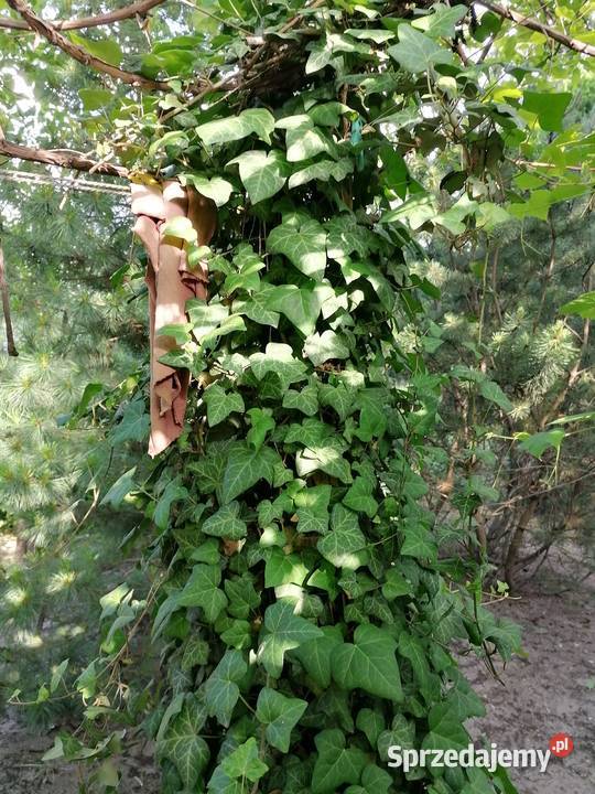 Sprzedam działkę ROD 400 m Bemowo mazowieckie Warszawa