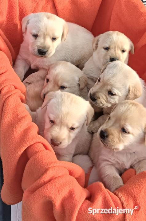 Labrador Retriever z Rodowodem Przemęt