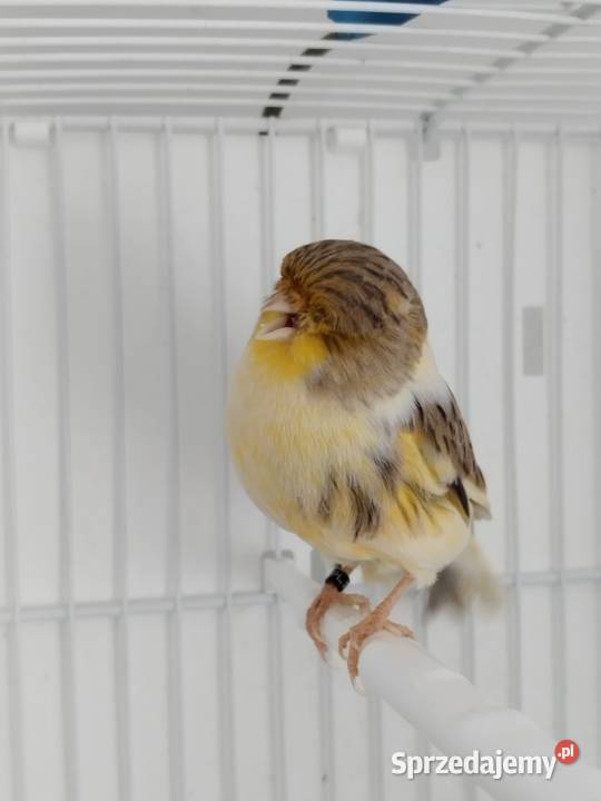 Kanarek Gloster samica wielkopolskie Gostyń