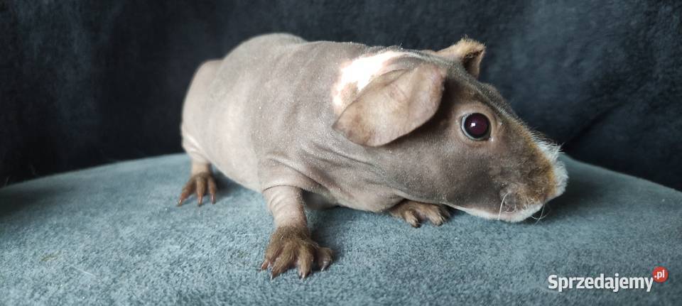 Świnka morska cavia skinny Baldwin US Teddy z Dąbrowa Górnicza