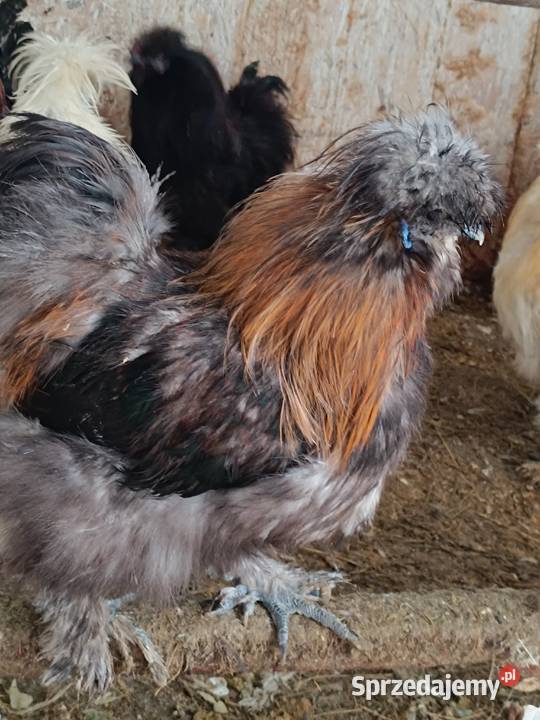 Sprzedam silki Pepłowo