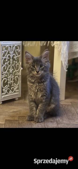 Kotki Maine Coon Warszawa