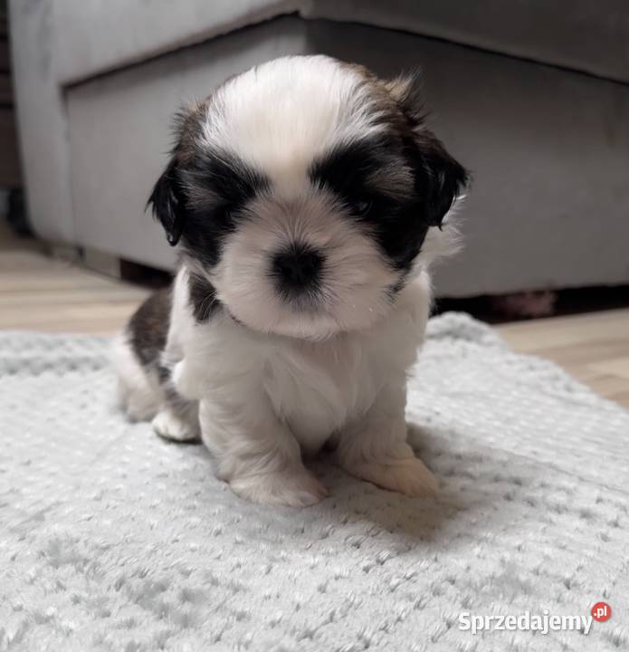Shih Tzu samiec suka chłopczyk dziewczynka Chojnice