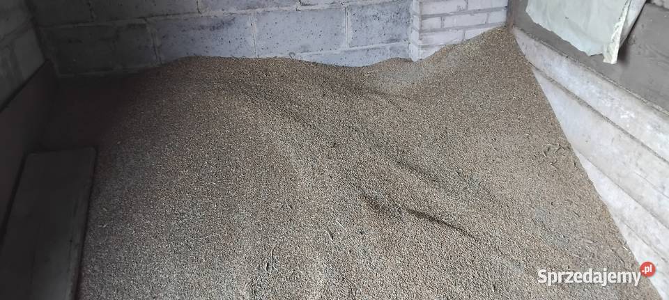 Przężyto na paszę Produkcja roślinna mazowieckie Radom