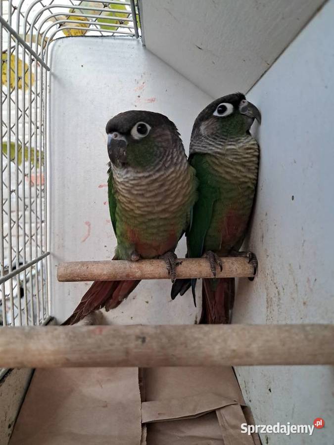 RudosterkiRudosterka podkarpackie Tryńcza