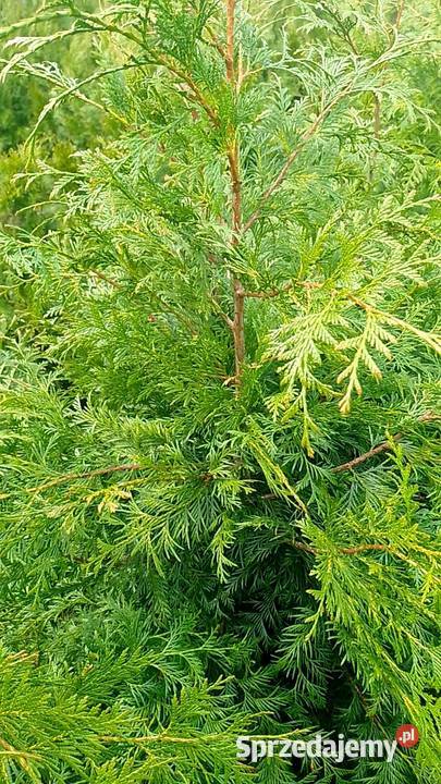 Tuje szmaragd brabant sprzedam