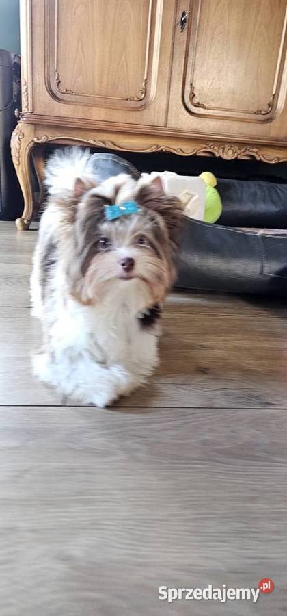 Yorkshire terrierYork Chocoberry Kobysewo