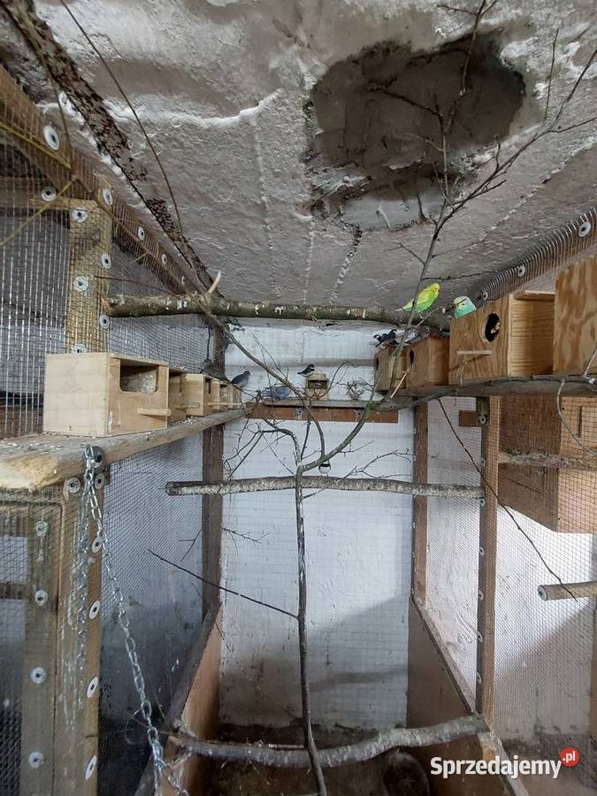 Sprzedam papugi faliste WPF i drobną egzotykę Błaszki sprzedam