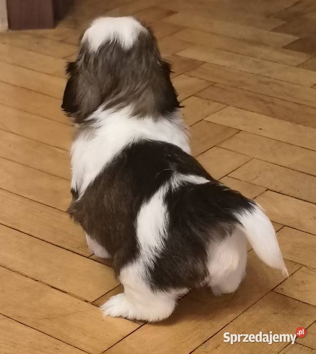 Szczenięta shih tzu z rodowodem Zwierzęta Zwoleń
