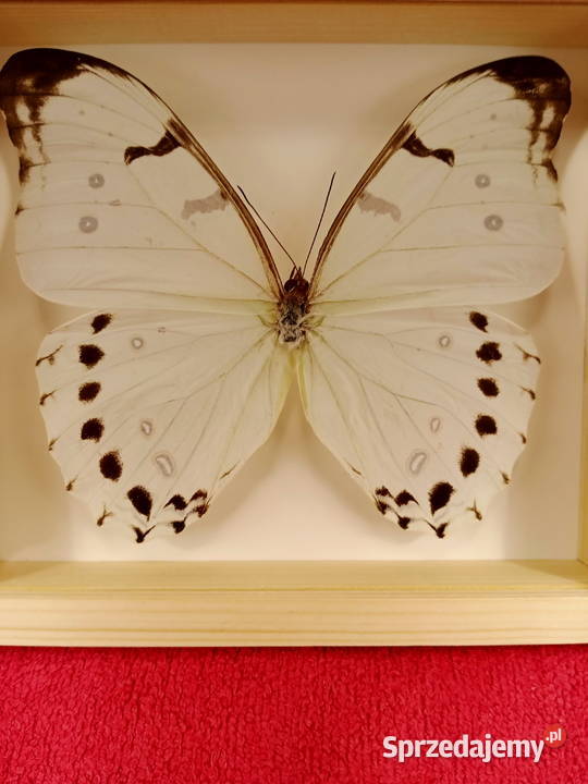 Motyl w ramce Morpho luna Meksyk sprzedam