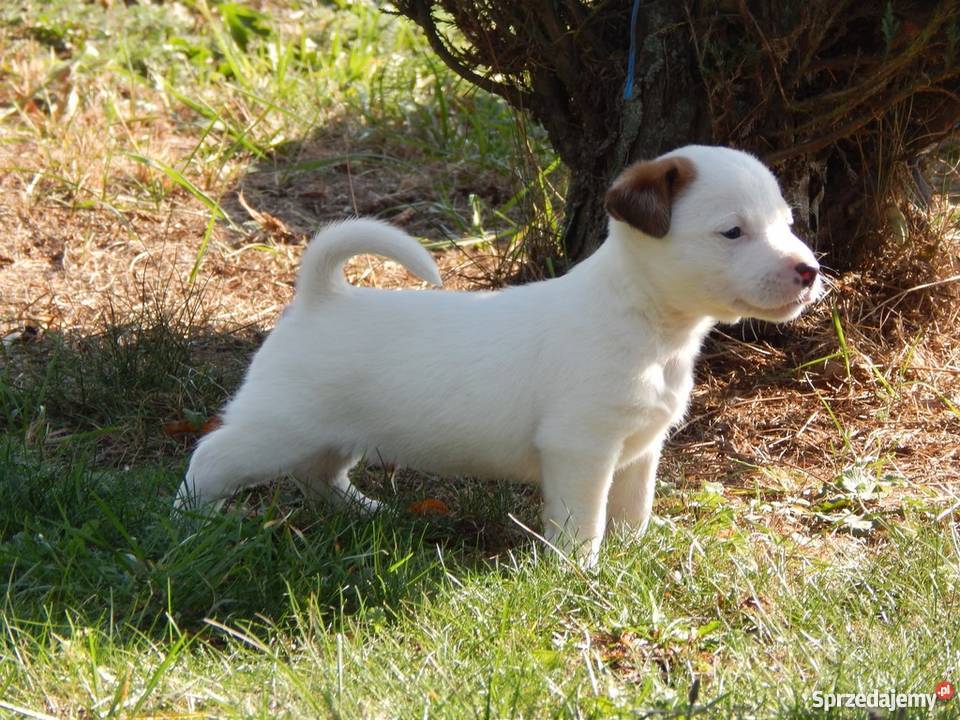Szczenięta Jack Russell Terrier Miedze