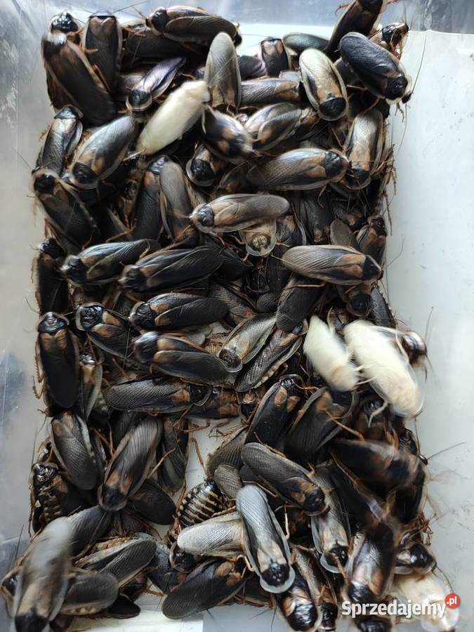 Karaczan Argentyński B Dubia 250sztuk Głuchołazy