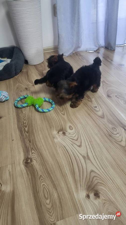 York Yorkshire terrier piesek świętokrzyskie