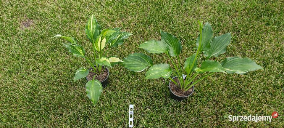 Hosta The Sweetest Thing Rabatowe Opole