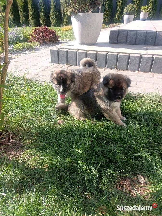 Akita amerykańska Iłża