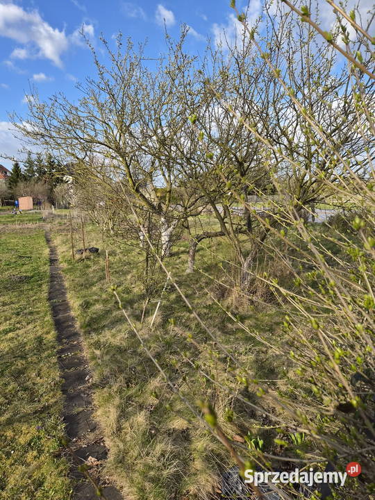 OGRÓDEK DZIAŁKOWY NA KLECINIE ROD PRZYJAŹŃ