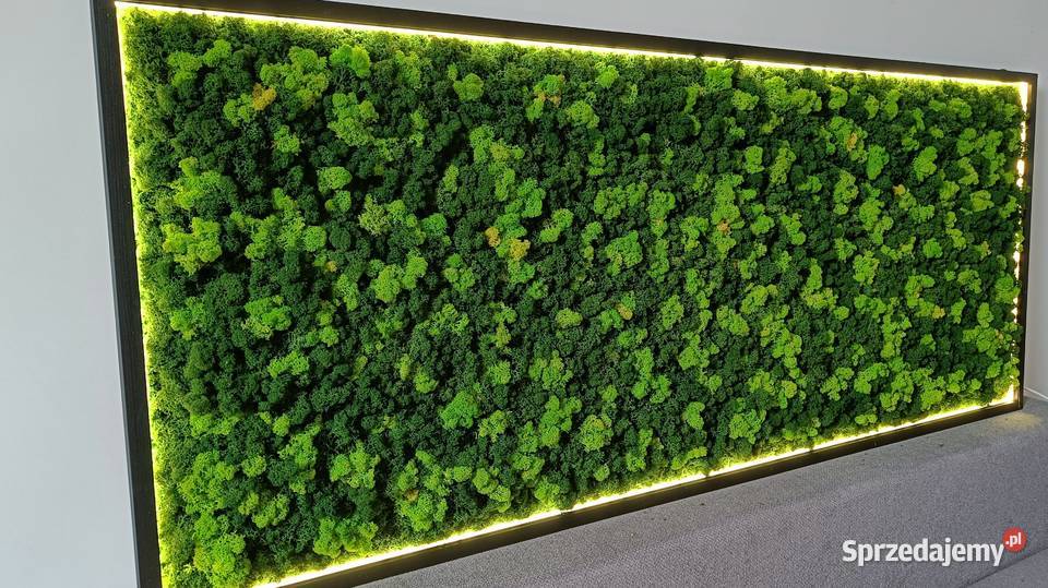 Rama LED z mchem poduszkowym chrobotkiem małopolskie Kraków